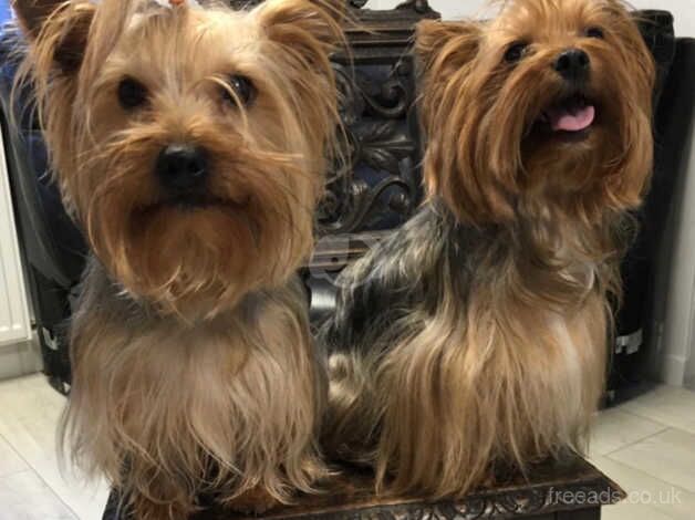 Yorkshire Terrier Puppies for sale in Aboyne, Aberdeenshire - Image 3