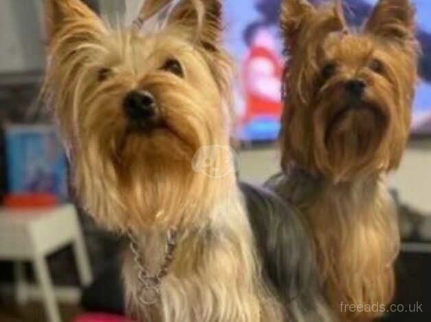 Yorkshire Terrier Puppies for sale in Aboyne, Aberdeenshire - Image 4