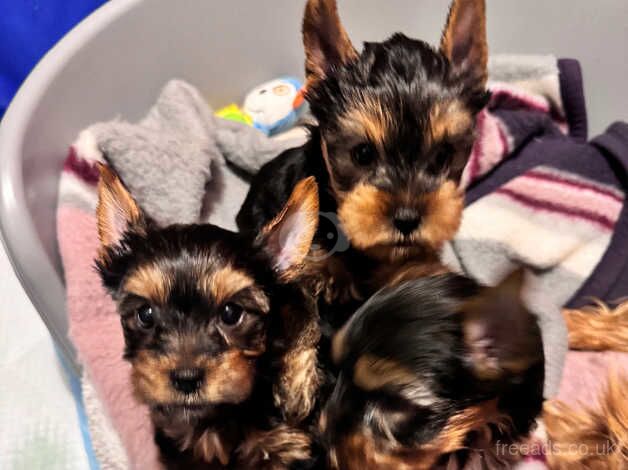 Yorkshire Terrier Puppies for sale in Aboyne, Aberdeenshire - Image 5