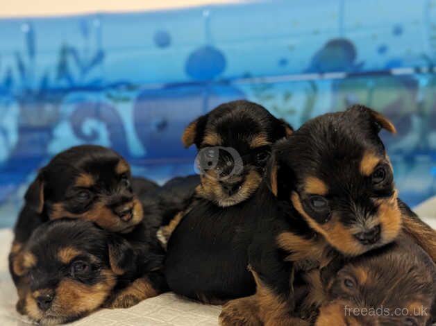 Yorkshire terrier puppies for sale in Accrington, Lancashire