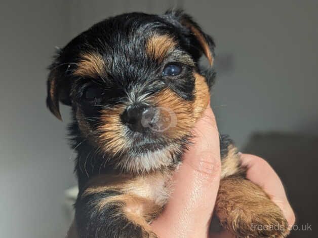 Yorkshire terrier puppies for sale in Accrington, Lancashire - Image 2