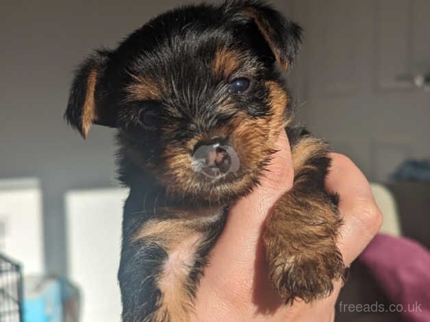 Yorkshire terrier puppies for sale in Accrington, Lancashire - Image 3