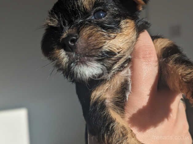 Yorkshire terrier puppies for sale in Accrington, Lancashire - Image 4