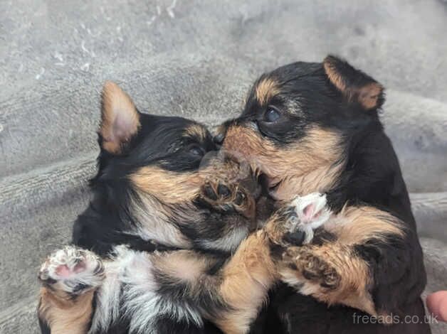 Yorkshire terrier puppies for sale in Accrington, Lancashire - Image 5