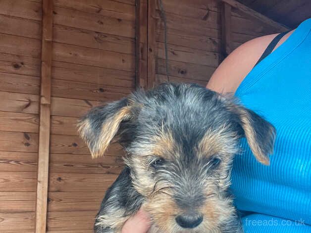 Yorkshire terrier puppies for sale in Aylesbury, Buckinghamshire - Image 1