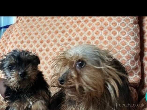 Yorkshire terrier puppies for sale in Aylesbury, Buckinghamshire - Image 5