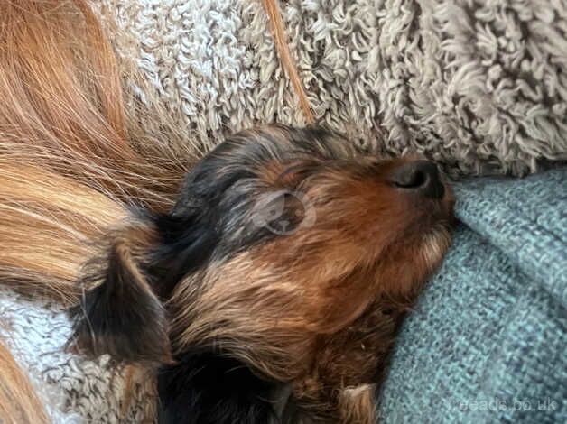 Yorkshire terrier puppies for sale in Clydebank, West Dunbartonshire - Image 4