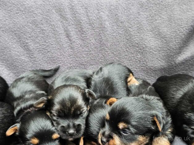 Yorkshire terrier Puppies for sale in Coleraine