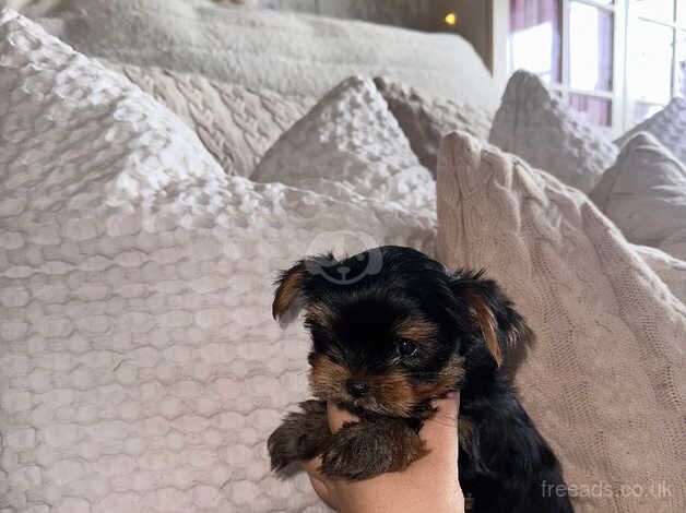 yorkshire terrier puppies for sale in Croydon, Croydon, Greater London