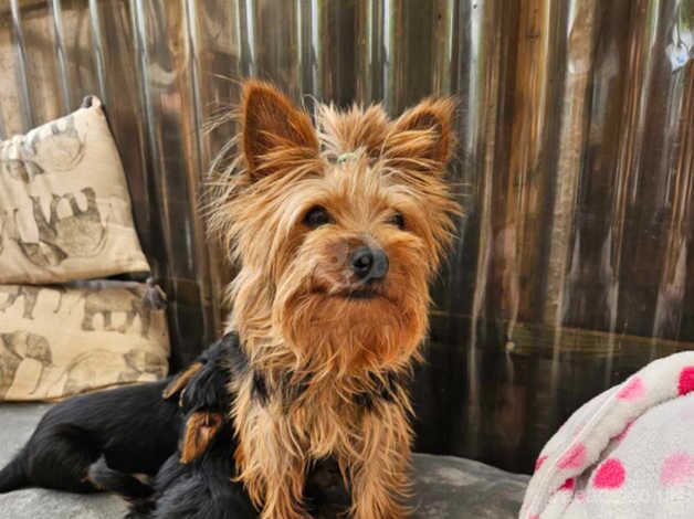 Yorkshire Terrier Puppies for sale in Doncaster, South Yorkshire - Image 1