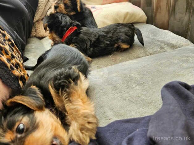 Yorkshire Terrier Puppies for sale in Doncaster, South Yorkshire - Image 3