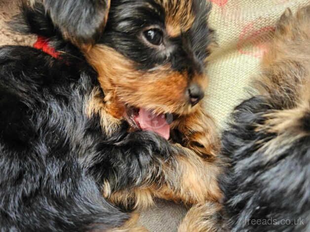 Yorkshire Terrier Puppies for sale in Doncaster, South Yorkshire - Image 4