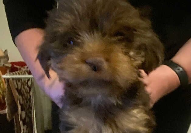 Yorkshire terrier puppies for sale in Dunfermline, Fife