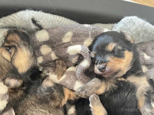 Yorkshire terrier puppies for sale in Fife - Image 1