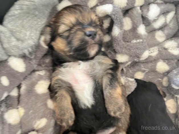 Yorkshire terrier puppies for sale in Fife - Image 4