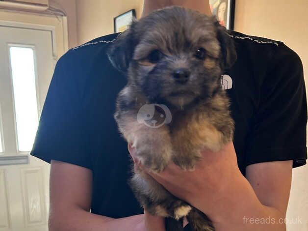 Yorkshire Terrier puppies for sale in Fife