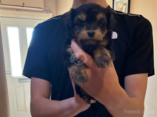 Yorkshire Terrier puppies for sale in Fife - Image 3