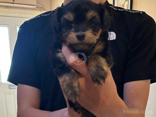 Yorkshire Terrier puppies for sale in Fife - Image 4