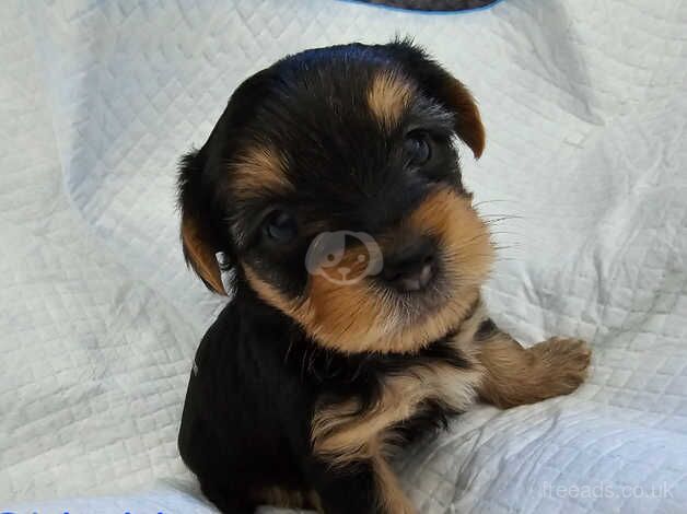 Yorkshire Terrier Puppies for sale in Moray