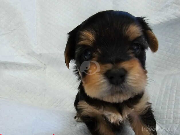 Yorkshire Terrier Puppies for sale in Moray - Image 2