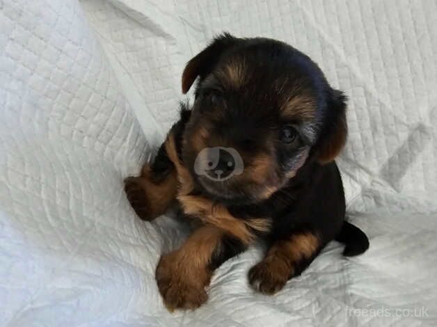 Yorkshire Terrier Puppies for sale in Moray - Image 3