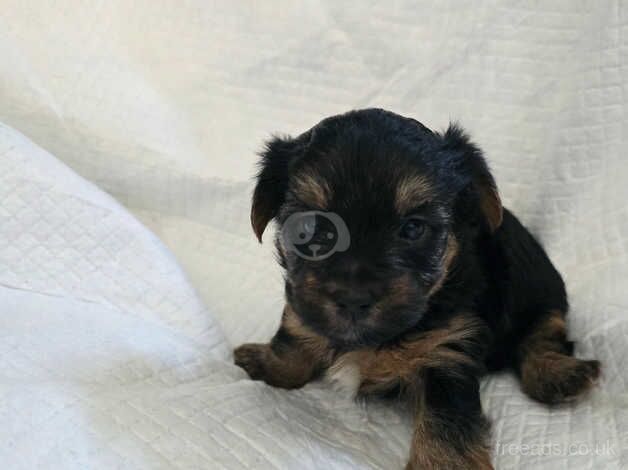 Yorkshire Terrier Puppies for sale in Moray - Image 4