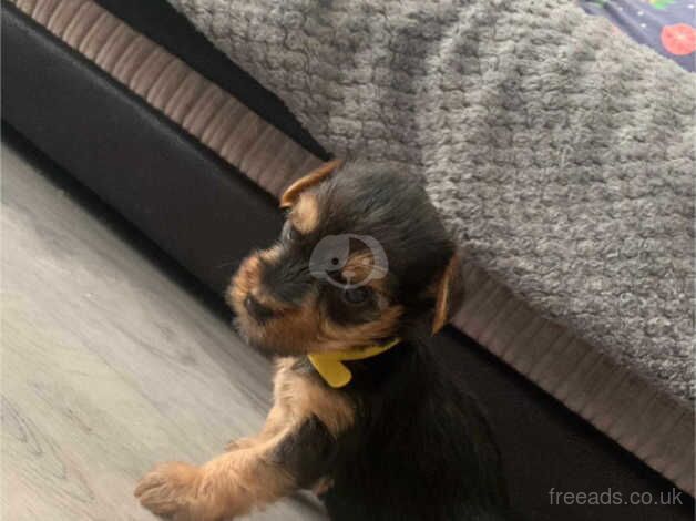 Yorkshire terrier puppies for sale in Glasgow, Glasgow City - Image 2
