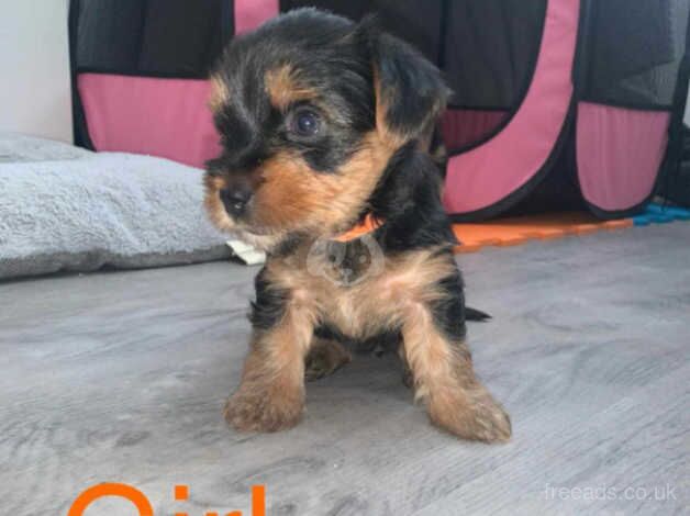 Yorkshire terrier puppies for sale in Glasgow, Glasgow City - Image 3