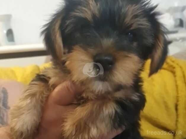 Yorkshire terrier puppies for sale in Glasgow, Glasgow City