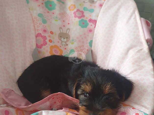 Yorkshire terrier puppies for sale in Glasgow, Glasgow City - Image 3