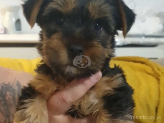 Yorkshire terrier puppies for sale in Glasgow, Glasgow City - Image 4