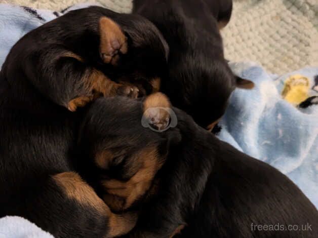 Yorkshire terrier puppies for sale in Glasgow, Glasgow City - Image 3