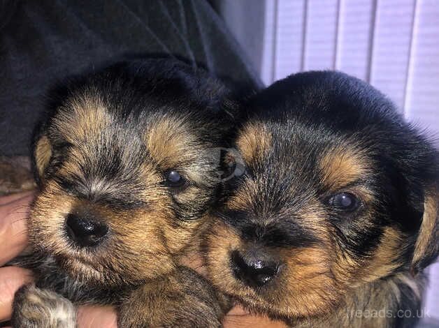 Yorkshire terrier puppies for sale in Huddersfield, West Yorkshire - Image 1