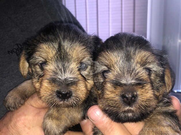 Yorkshire terrier puppies for sale in Huddersfield, West Yorkshire - Image 2