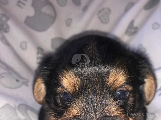 Yorkshire terrier puppies for sale in Huddersfield, West Yorkshire - Image 3