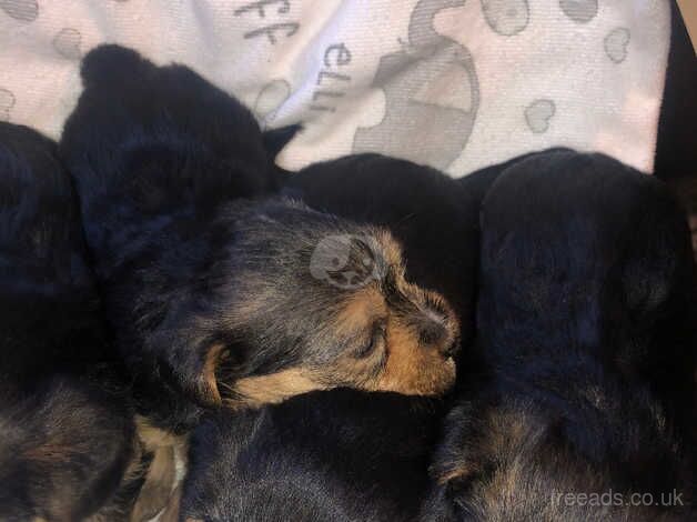 Yorkshire terrier puppies for sale in Huddersfield, West Yorkshire - Image 4