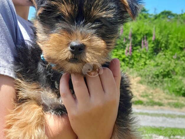 Yorkshire terrier puppies for sale in Launceston, Cornwall