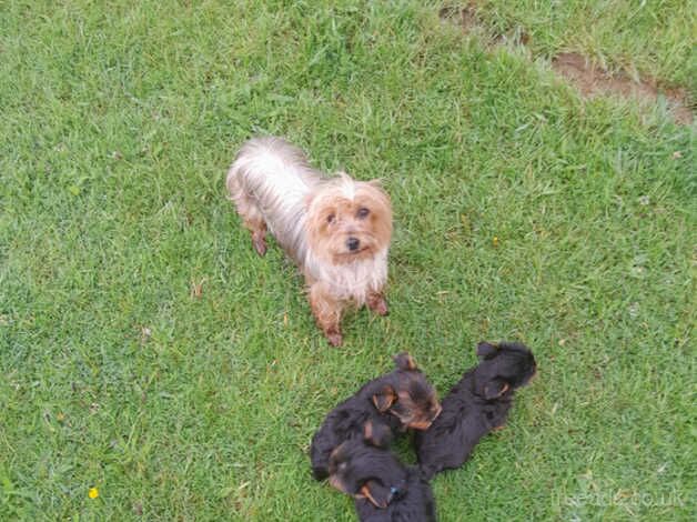 Yorkshire terrier puppies for sale in Launceston, Cornwall - Image 2