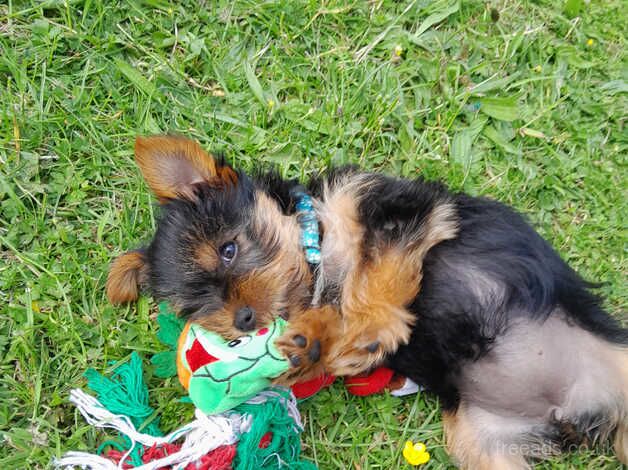 Yorkshire terrier puppies for sale in Launceston, Cornwall - Image 3