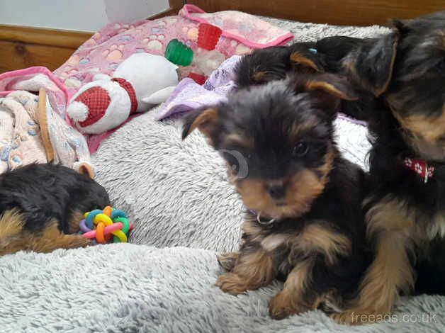 Yorkshire terrier puppies for sale in Launceston, Cornwall - Image 4