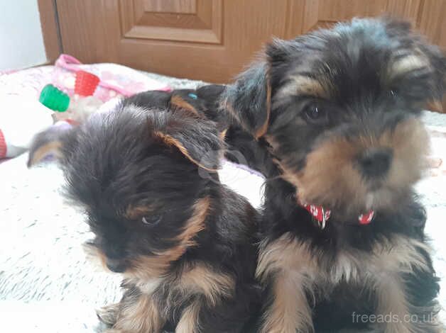 Yorkshire terrier puppies for sale in Launceston, Cornwall - Image 5