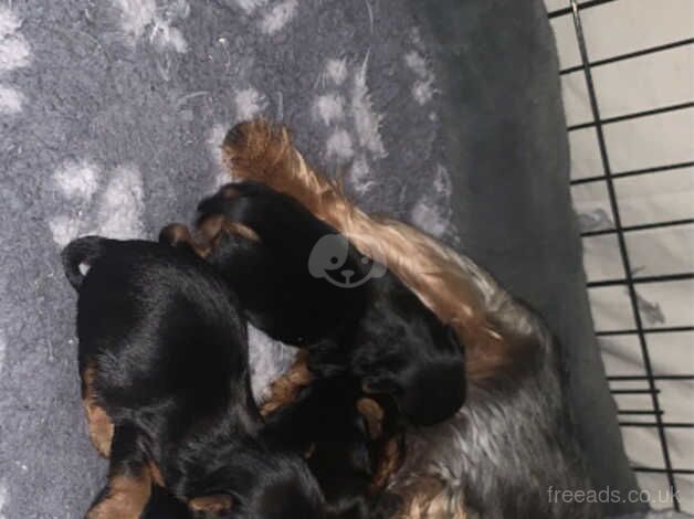 Yorkshire terrier puppies for sale in Leeds, West Yorkshire - Image 1