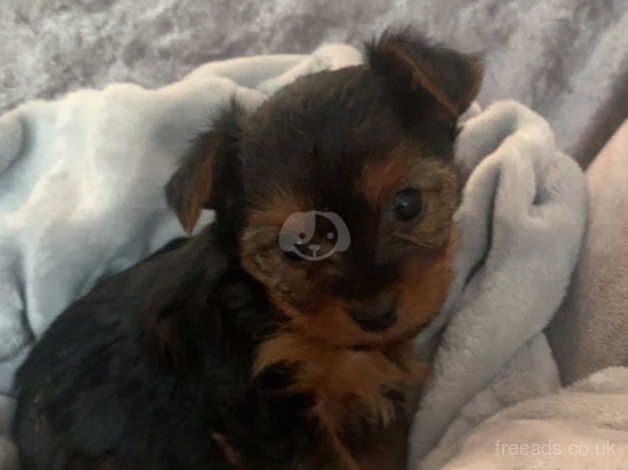 Yorkshire terrier puppies for sale in Leeds, West Yorkshire - Image 2
