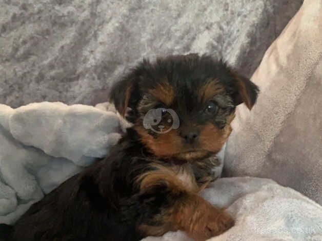 Yorkshire terrier puppies for sale in Leeds, West Yorkshire - Image 3