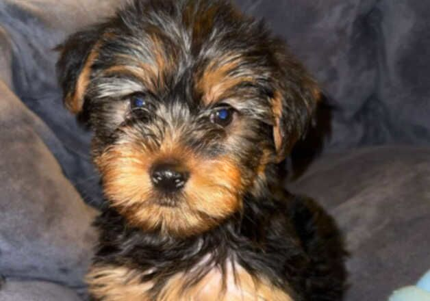 Yorkshire Terrier Puppies for sale in Liverpool, Merseyside