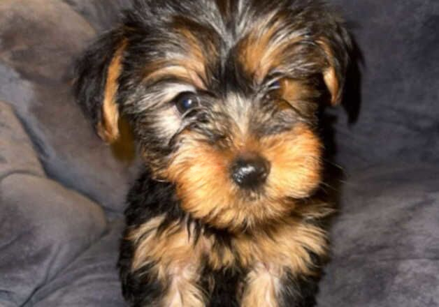 Yorkshire Terrier Puppies for sale in Liverpool, Merseyside - Image 2