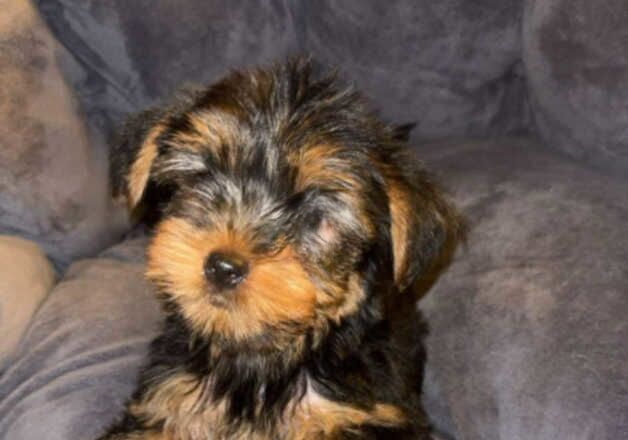 Yorkshire Terrier Puppies for sale in Liverpool, Merseyside - Image 3