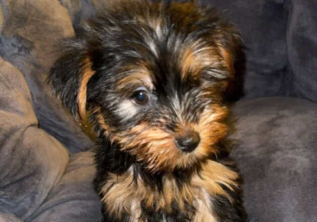 Yorkshire Terrier Puppies for sale in Liverpool, Merseyside - Image 5