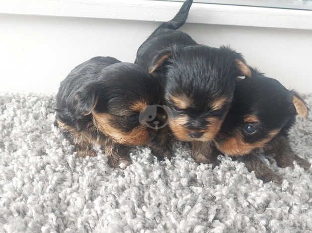 Yorkshire terrier puppies for sale in Newcastle upon Tyne, Tyne and Wear - Image 1