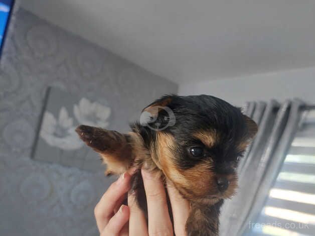 Yorkshire terrier puppies for sale in Newcastle upon Tyne, Tyne and Wear - Image 2